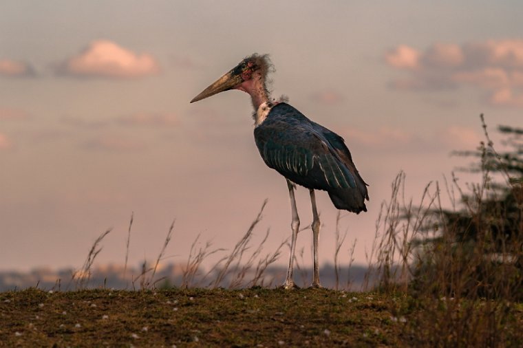 009 Nairobi Nationaal Park.jpg